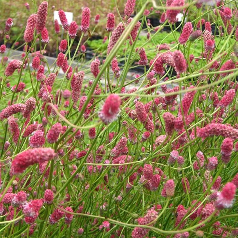 Sanguisorba tenuifolia Pink Elephant - Pimprenelle à fines feuilles (Floraison)