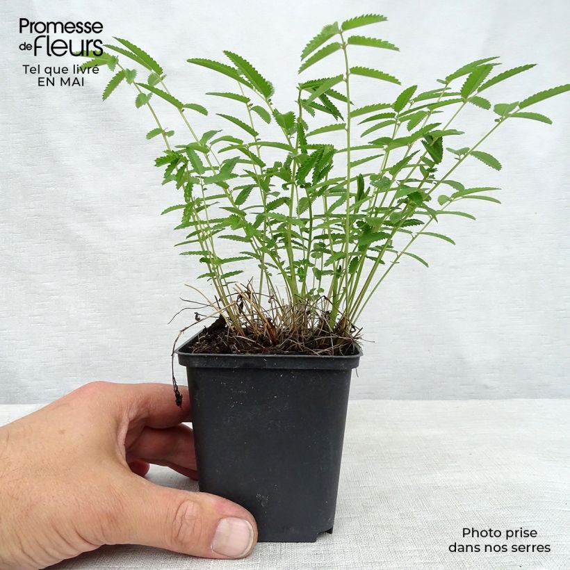 Spécimen de Sanguisorba tenuifolia Pink Elephant - Pimprenelle à fines feuilles Godet de 9cm tel que livré au printemps