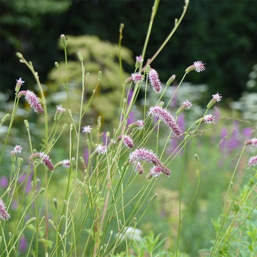 Sanguisorba tenuifolia var. Purpurea - Pimprenelle à fines feuilles (Floraison)