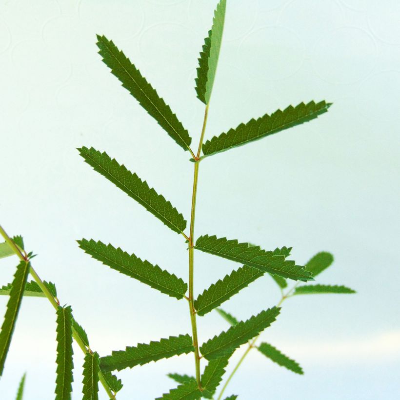 Sanguisorba tenuifolia var. Purpurea - Pimprenelle à fines feuilles (Feuillage)