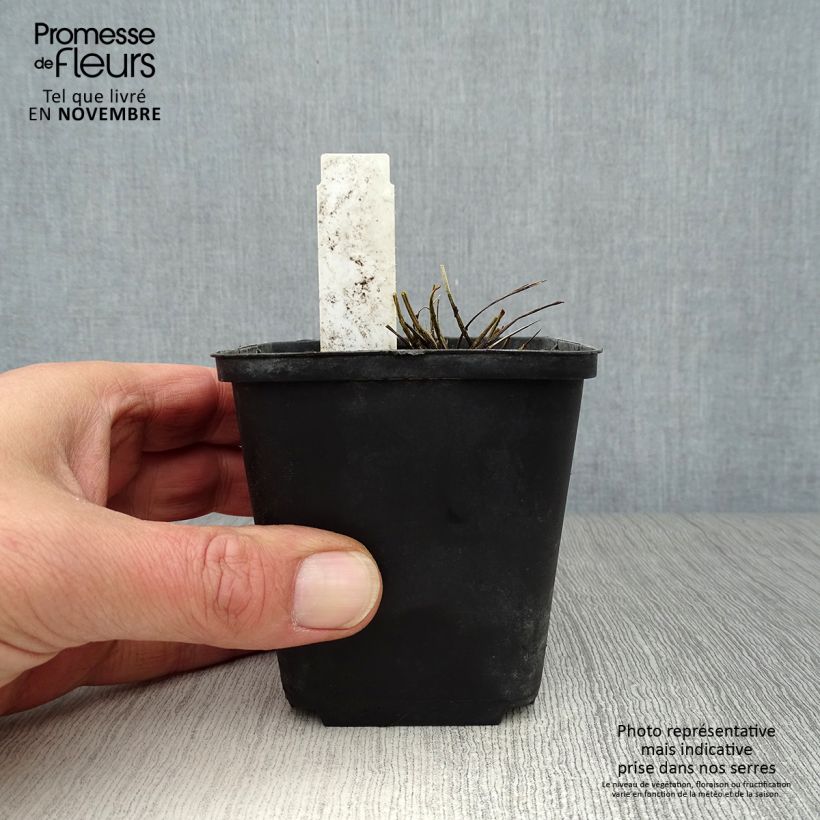 Spécimen de Sanguisorba tenuifolia var. Purpurea - Pimprenelle à fines feuilles tel que livré en automne