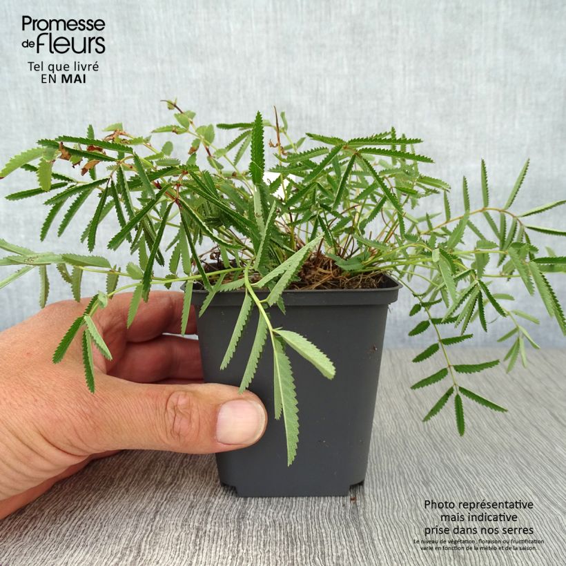 Spécimen de Sanguisorba tenuifolia var. Purpurea - Pimprenelle à fines feuilles Godet de 9cm tel que livré au printemps