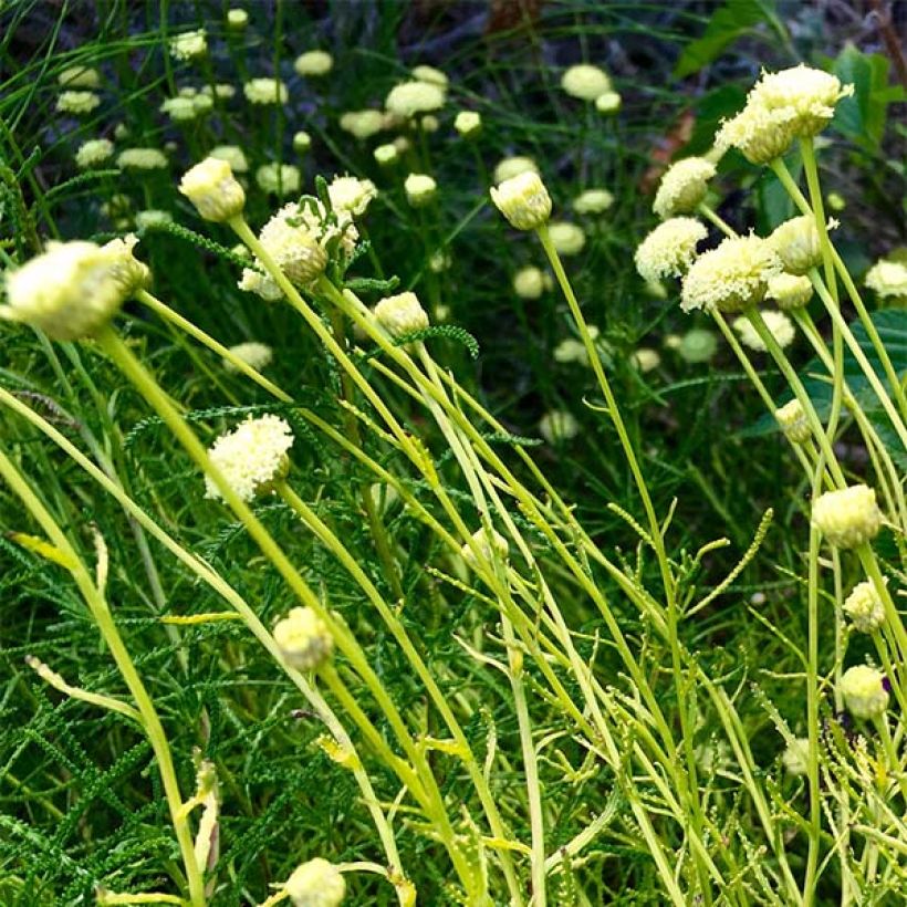 Santoline Lemon Fizz (Floraison)