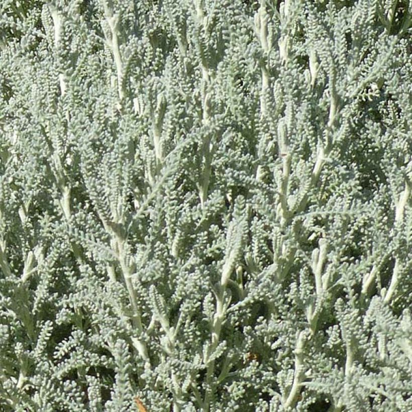 Santolina chamaecyparissus - Santoline argentée   (Feuillage)