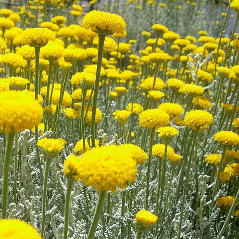 Santolina chamaecyparissus - Santoline argentée   (Floraison)