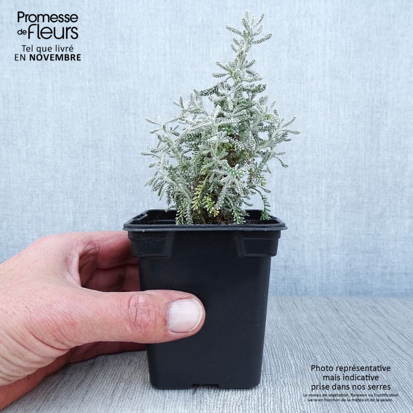 Spécimen de Santolina chamaecyparissus - Santoline argentée   tel que livré en automne