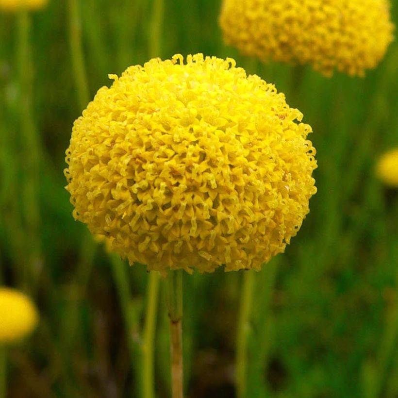 Santolina virens - Santoline à feuilles de romarin (Floraison)