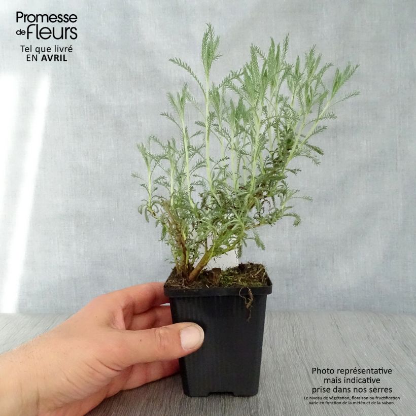 Spécimen de Santoline Edward Bowles - Santolina pinnata subsp neapolitana Godet de 9cm tel que livré au printemps