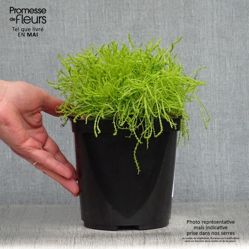 Spécimen de Santoline Lemon Fizz Pot de 2L/3L tel que livré au printemps