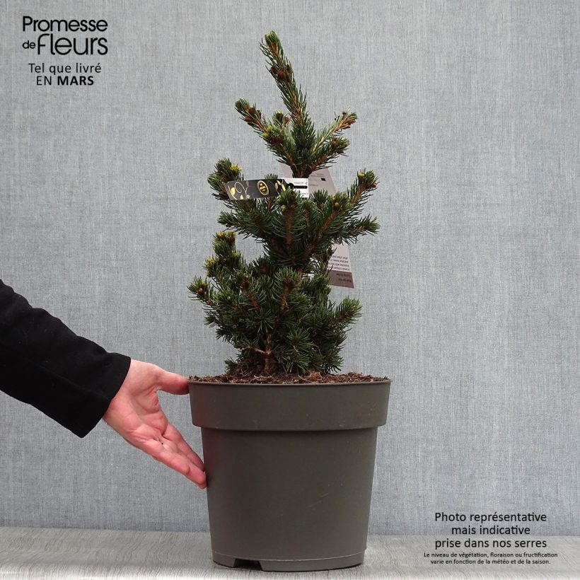 Spécimen de Sapin bleu, Epicéa du Colorado - Picea pungens Lucky Strike Pot tel que livré au printemps