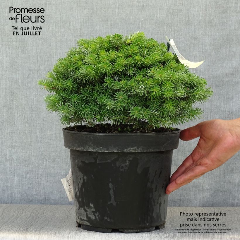 Spécimen de Sapin de Corée - Abies koreana Nadelkissen Pot de 7,5L/10L tel que livré en été