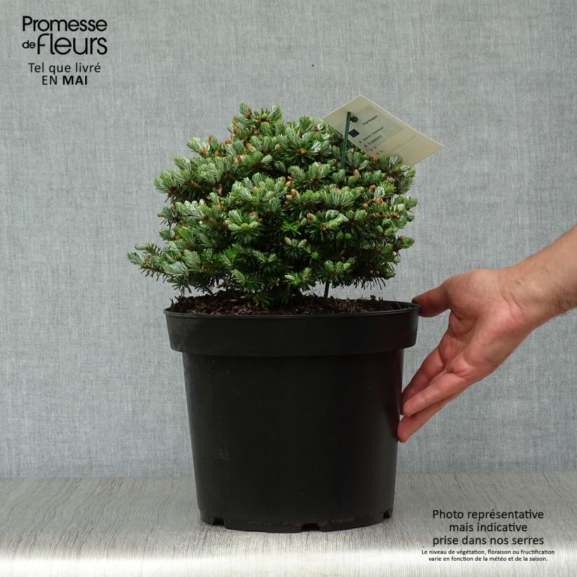 Spécimen de Sapin de Corée - Abies koreana Nadelkissen                     Pot de 7,5L/10L tel que livré au printemps