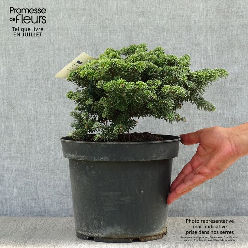 Spécimen de Sapin de Corée - Abies koreana Tundra Pièce tel que livré en été