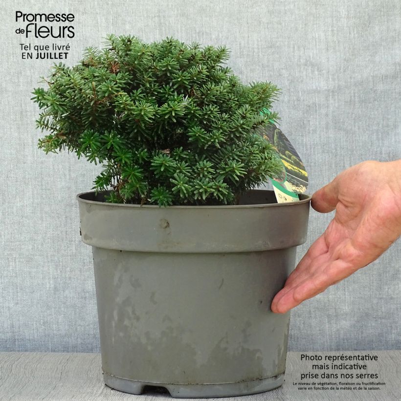 Spécimen de Sapin de Corée nain - Abies koreana Cis Pot de 7,5L/10L tel que livré en été
