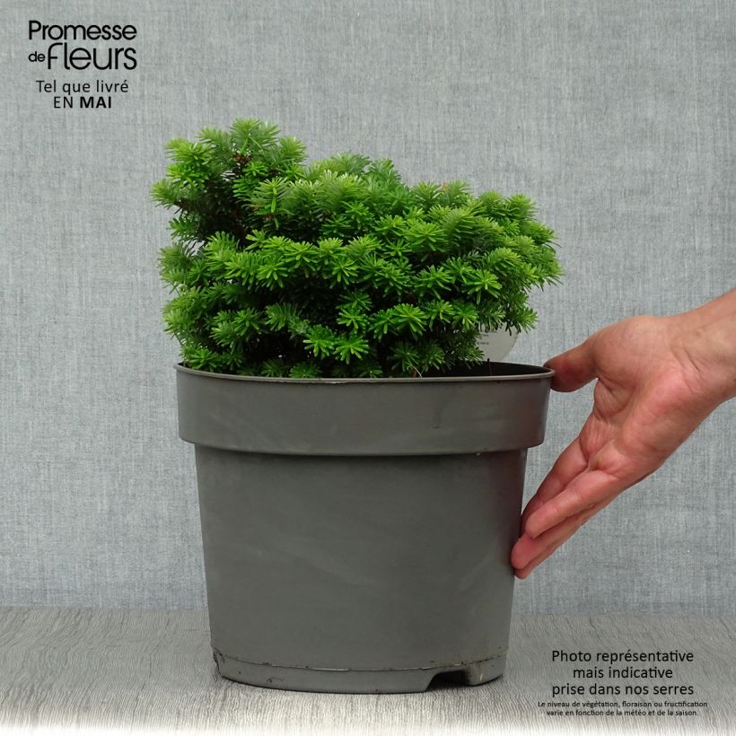 Spécimen de Sapin de Corée nain - Abies koreana Cis                               Pot de 7,5L/10L tel que livré au printemps