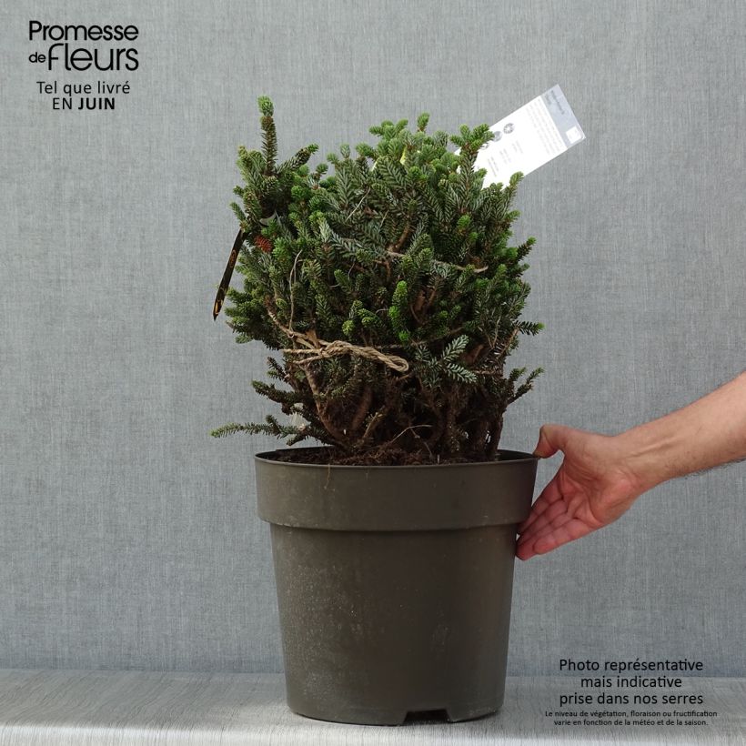Spécimen de Sapin de Corée nain - Abies koreana Oberon - Pot tel que livré au printemps