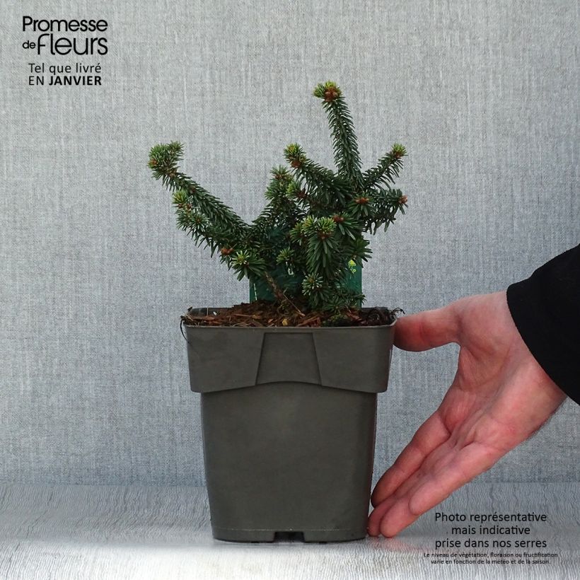 Spécimen de Sapin nain - Abies balsamea Piccolo Pot de 2L/3L tel que livré en hiver