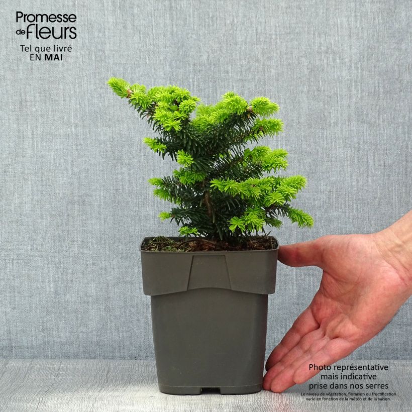 Spécimen de Sapin nain - Abies balsamea Piccolo                Pot de 2L/3L tel que livré au printemps