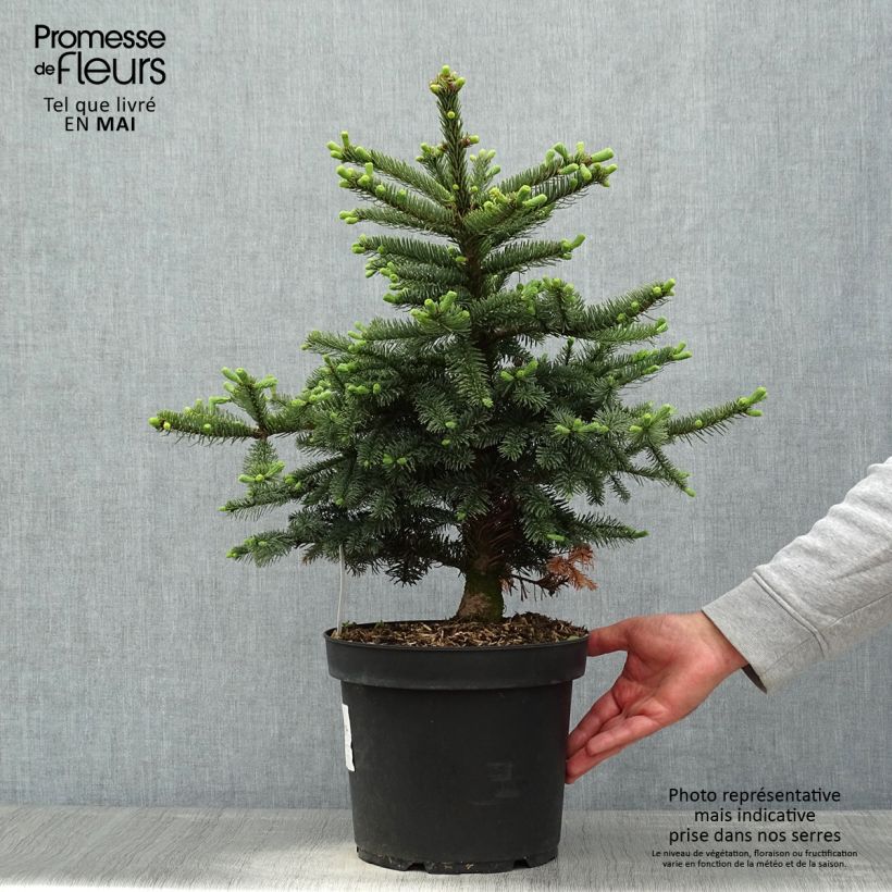 Spécimen de Sapin noble - Abies procera Bizarro                Pot de 7,5L/10L tel que livré au printemps