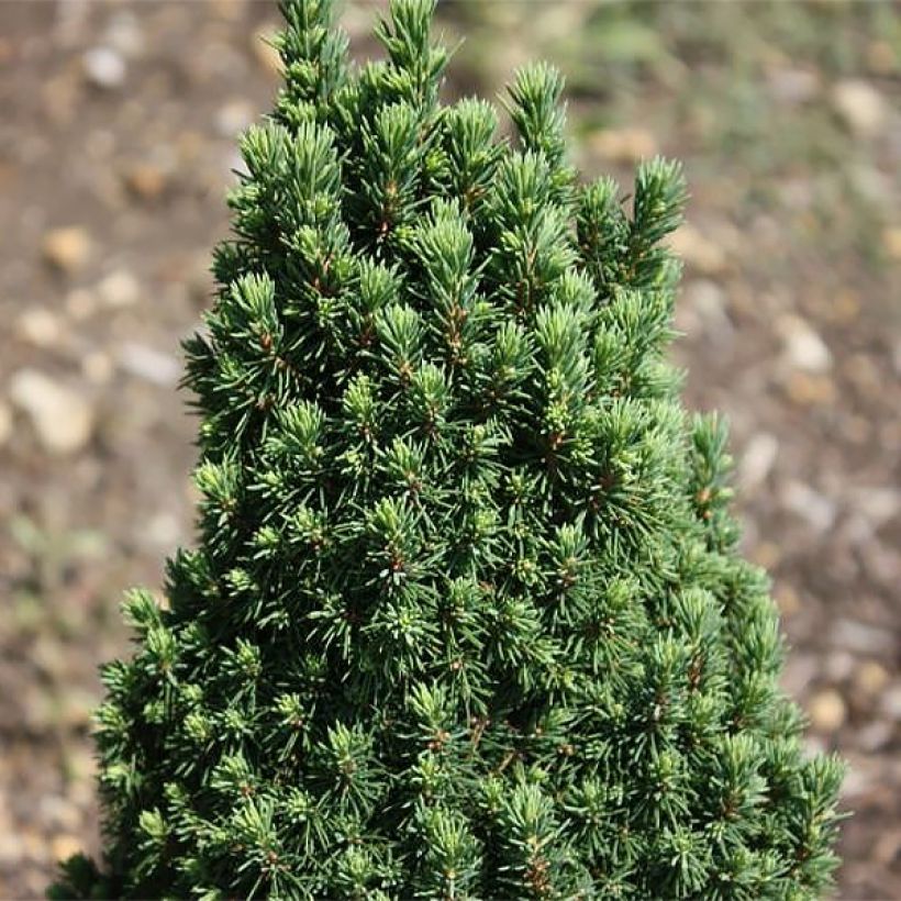 Epinette blanche - Picea glauca Piccolo (Feuillage)
