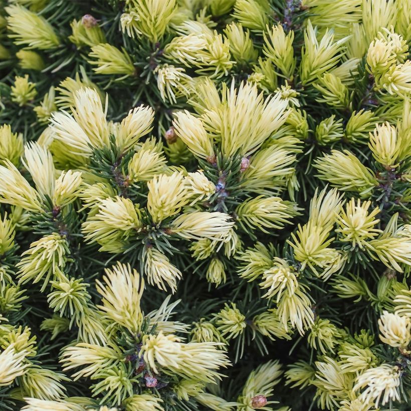 Epinette blanche - Picea glauca Sun on the Sky (Feuillage)