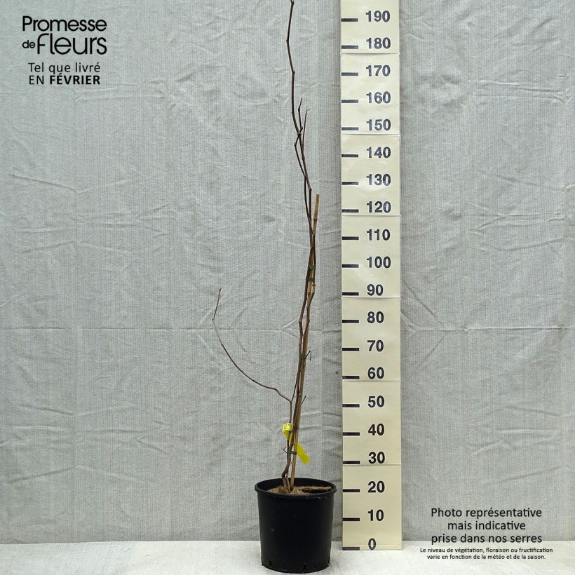 Spécimen de Sapium japonicum - Neoshirakia japonica Pot de 12L/15L tel que livré en hiver