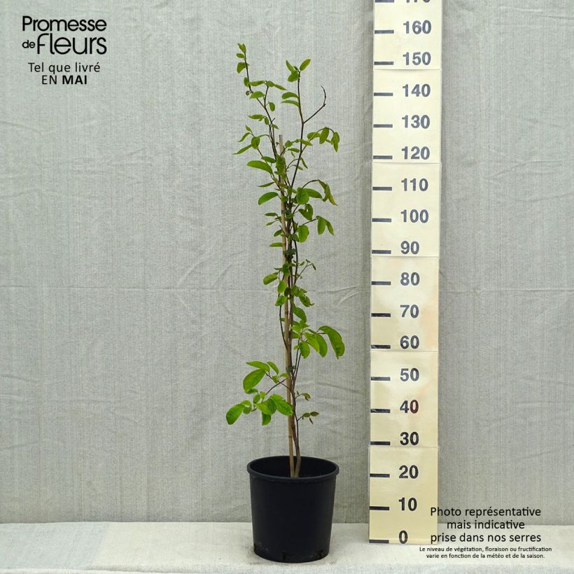 Spécimen de Sapium japonicum - Neoshirakia japonica tel que livré au printemps