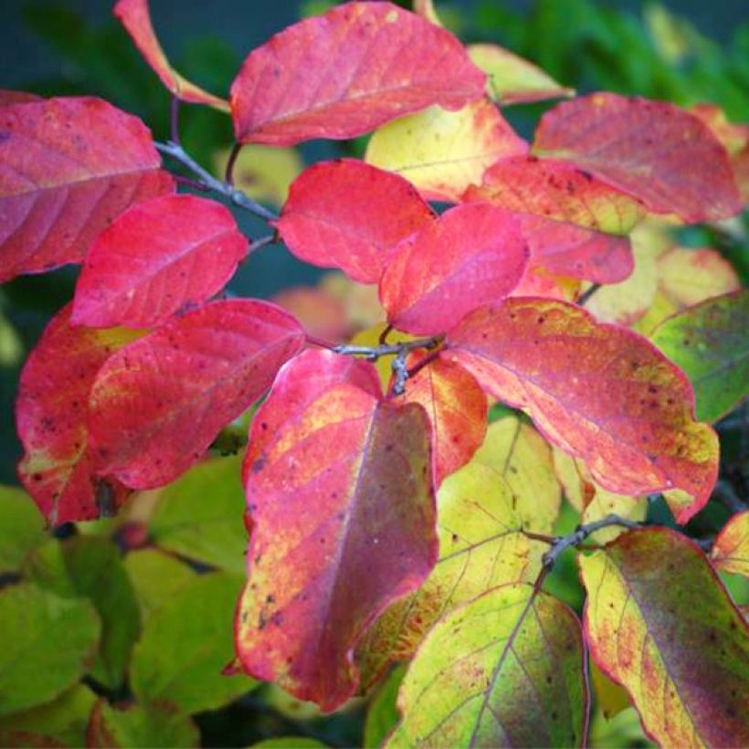 Sapium japonicum - Neoshirakia japonica (Feuillage)