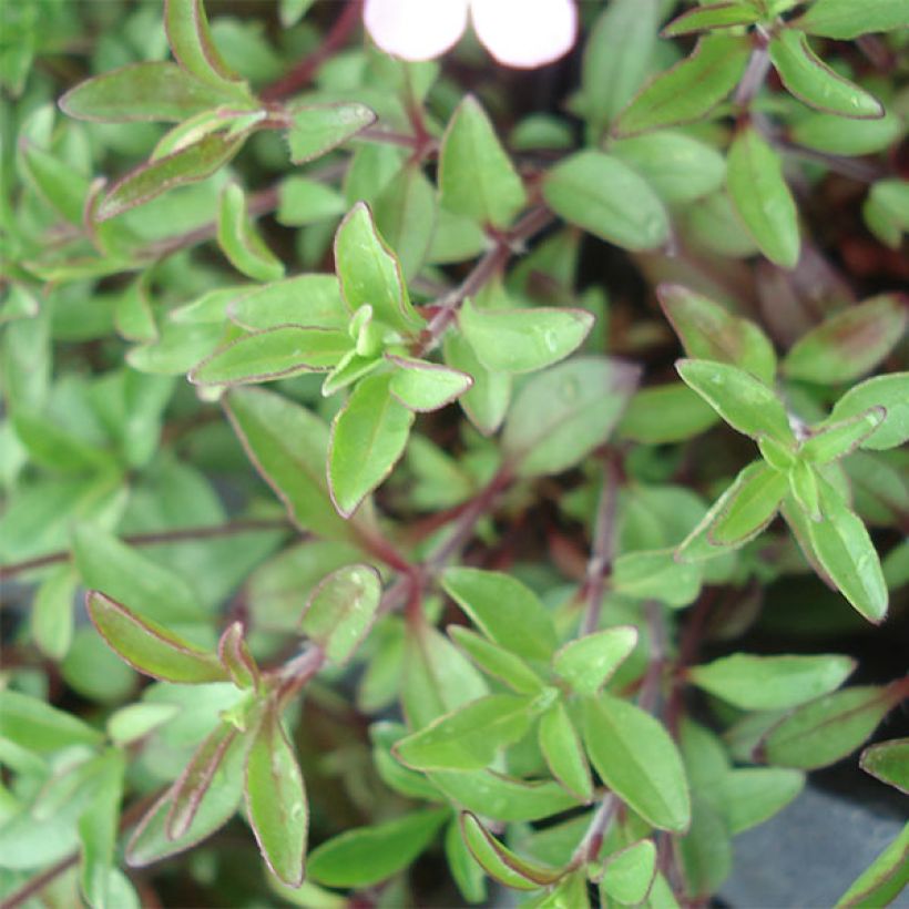 Saponaria ocymoides - Saponaire de Montpellier (Feuillage)