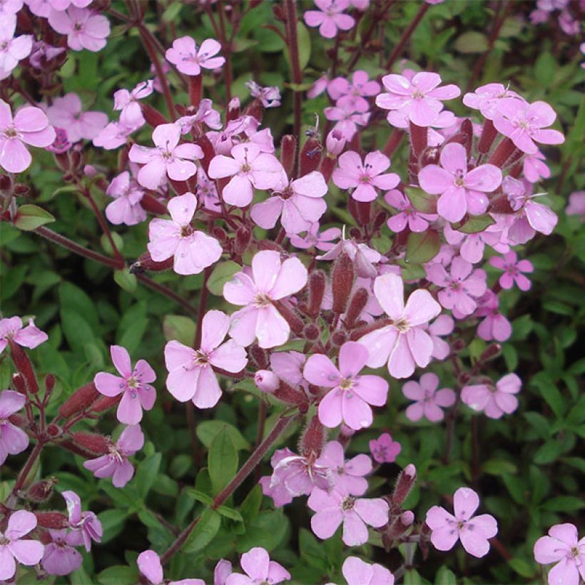 Saponaria ocymoides - Saponaire de Montpellier (Floraison)