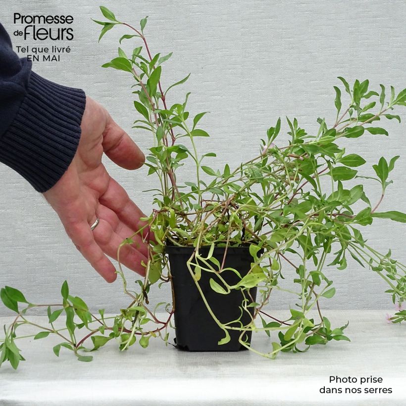 Spécimen de Saponaria ocymoides - Saponaire de Montpellier Godet de 9cm tel que livré au printemps