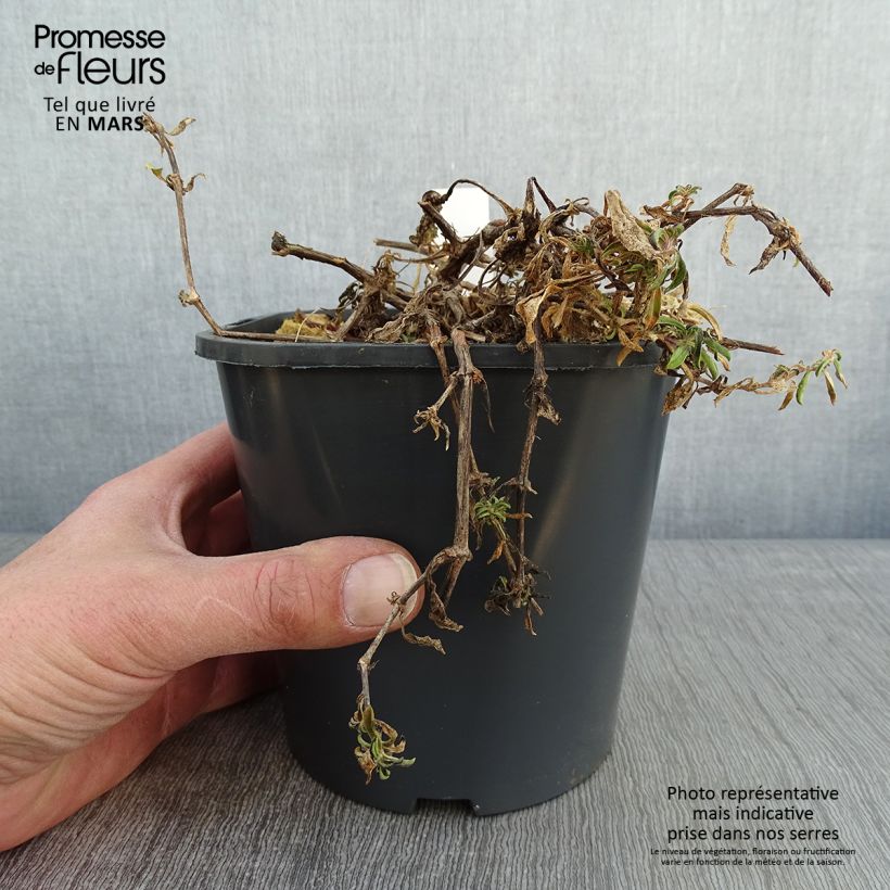 Spécimen de Saponaria ocymoides - Saponaire de Montpellier Pot de 2L/3L tel que livré en hiver