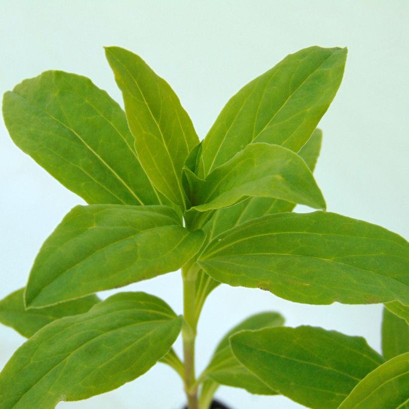 Saponaria officinalis Alba Plena - Saponaire officinale (Feuillage)