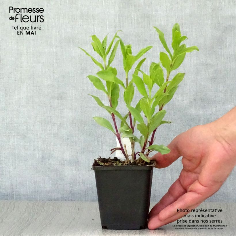 Spécimen de Saponaria officinalis Alba Plena - Saponaire officinale Godet de 9cm tel que livré au printemps