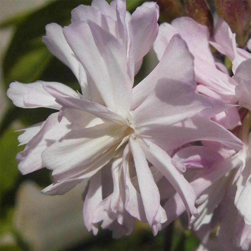 Saponaria officinalis Rosea Plena - Saponaire officinale semi-double rose clair (Floraison)
