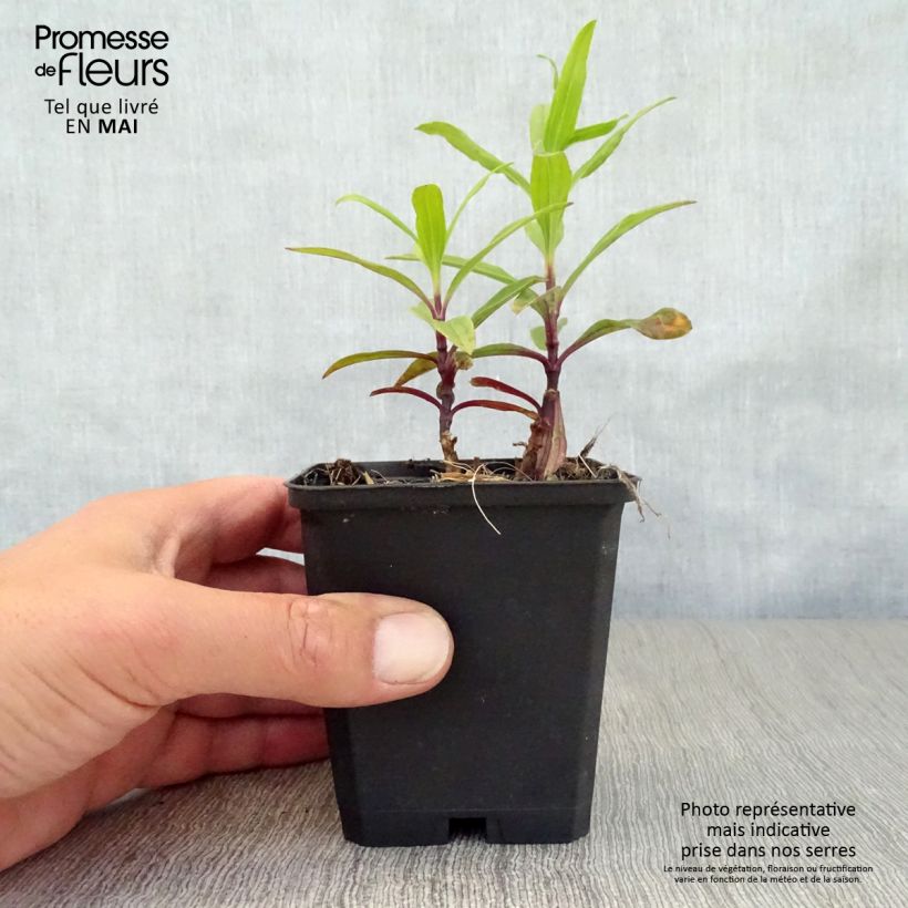 Spécimen de Saponaria officinalis Rosea Plena - Saponaire officinale semi-double rose clair Godet de 9cm tel que livré au printemps