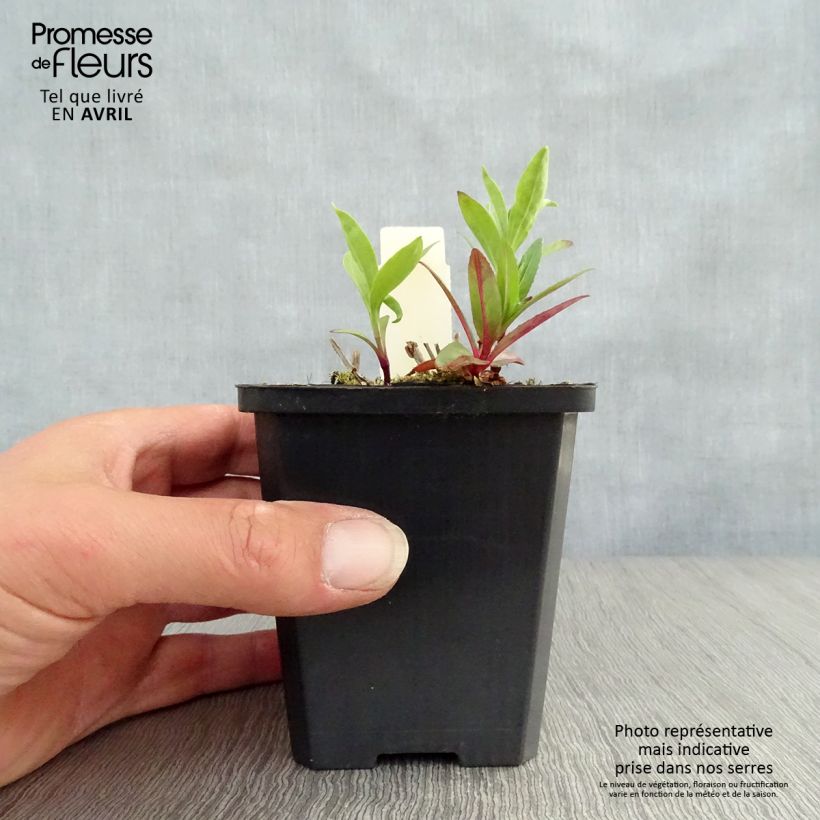 Spécimen de Saponaria officinalis - Saponaire officinale Godet de 7cm tel que livré au printemps