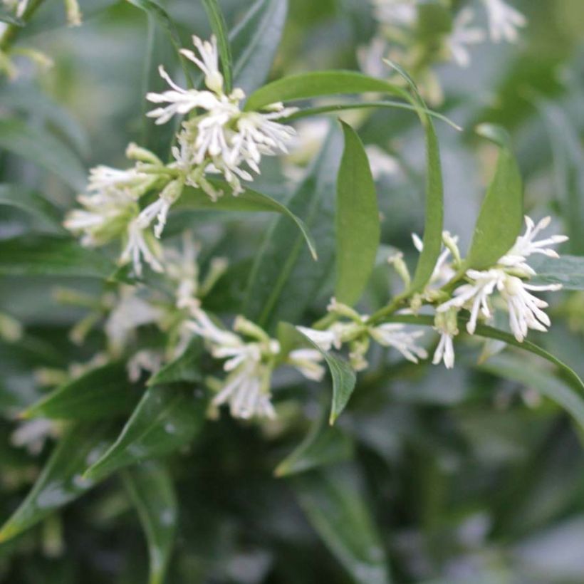 Sarcococca Dragon's gate (Floraison)