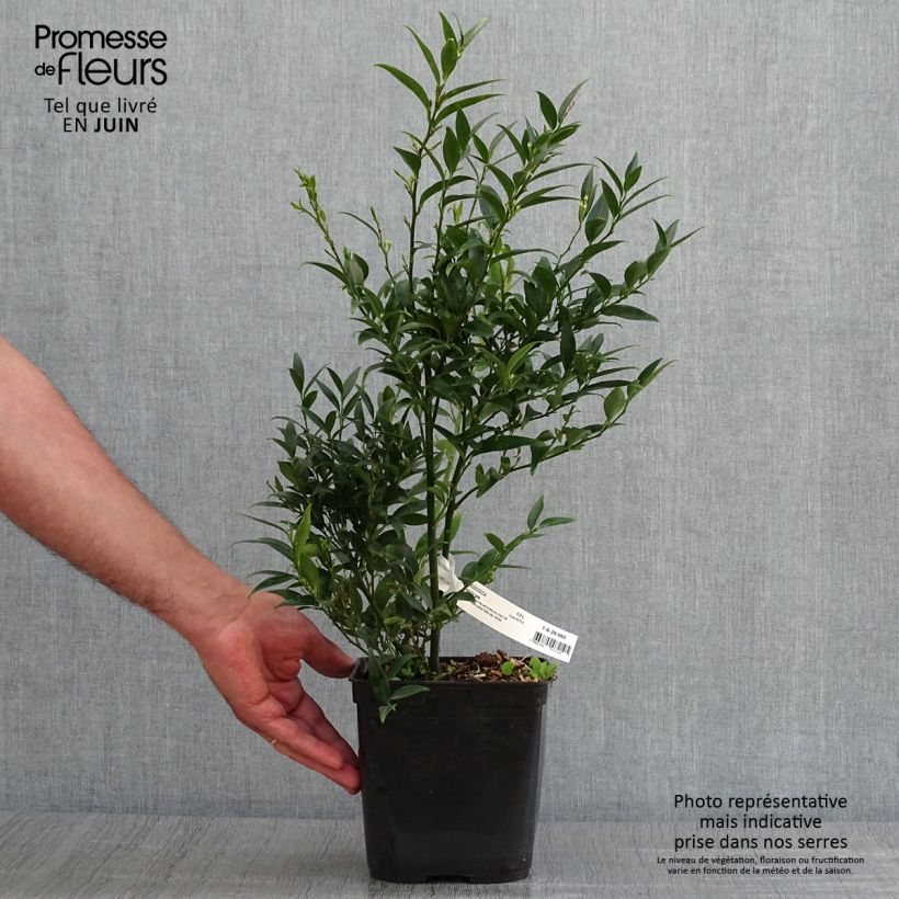 Spécimen de Sarcococca Dragon's gate Pot de 3L/4L tel que livré en été