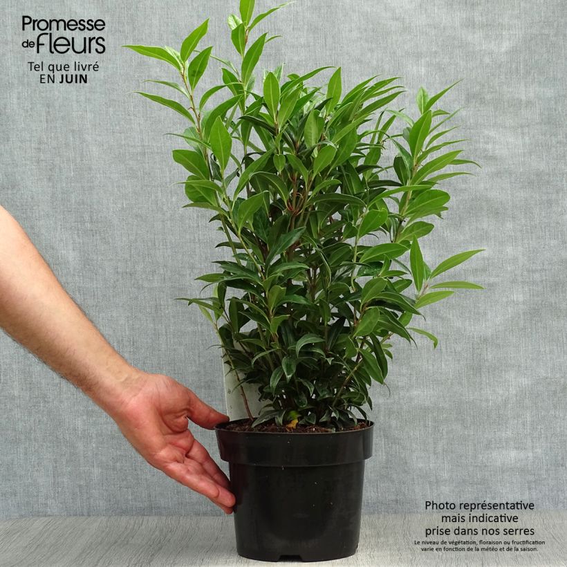 Spécimen de Sarcococca Winter Gem Pot de 2L/3L tel que livré en été