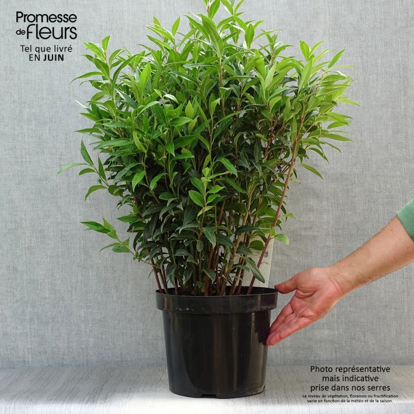 Spécimen de Sarcococca Winter Gem Pot de 7,5L/10L tel que livré en été