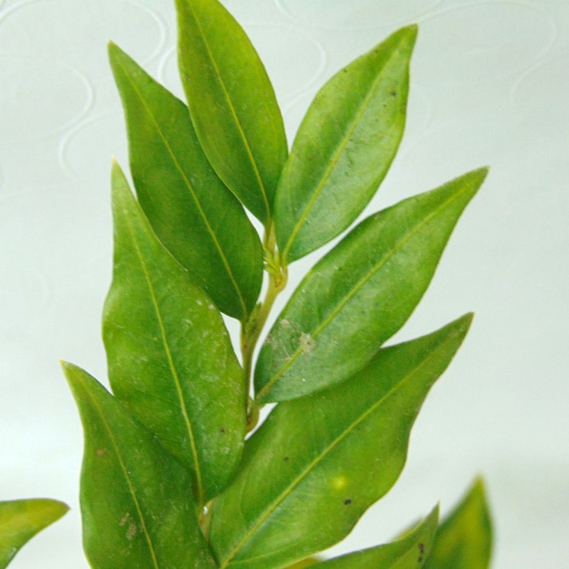 Sarcococca confusa (Feuillage)