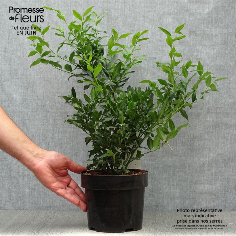 Spécimen de Sarcococca confusa Pot de 2L/3L tel que livré en été