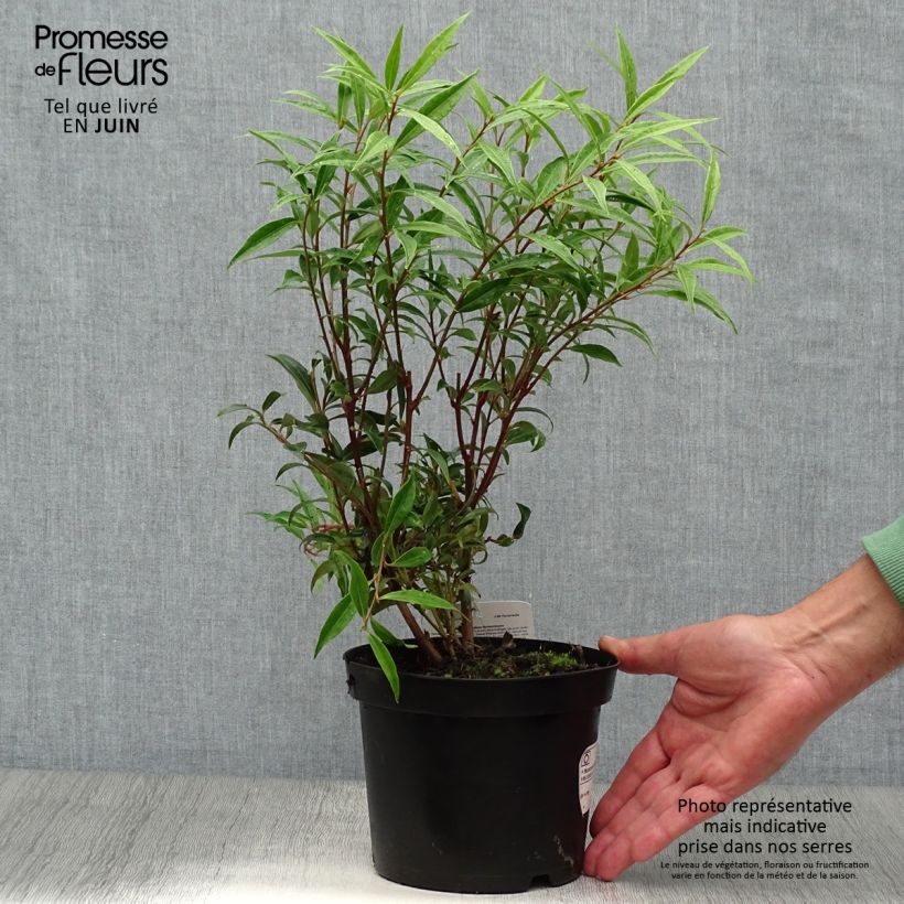 Spécimen de Sarcococca hookeriana Digyna Pot de 2L/3L tel que livré en été