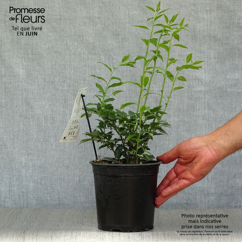 Spécimen de Sarcococca hookeriana Pot de 2L/3L tel que livré en été