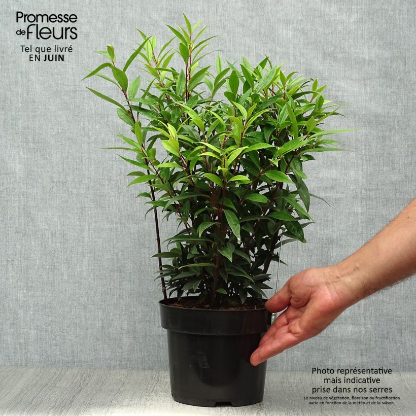 Spécimen de Sarcococca hookeriana Purple Gem Pot de 3L/4L tel que livré en été
