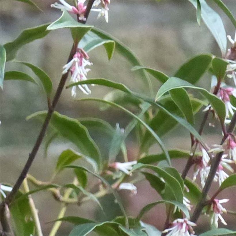 Sarcococca hookeriana Purple Stem (Feuillage)