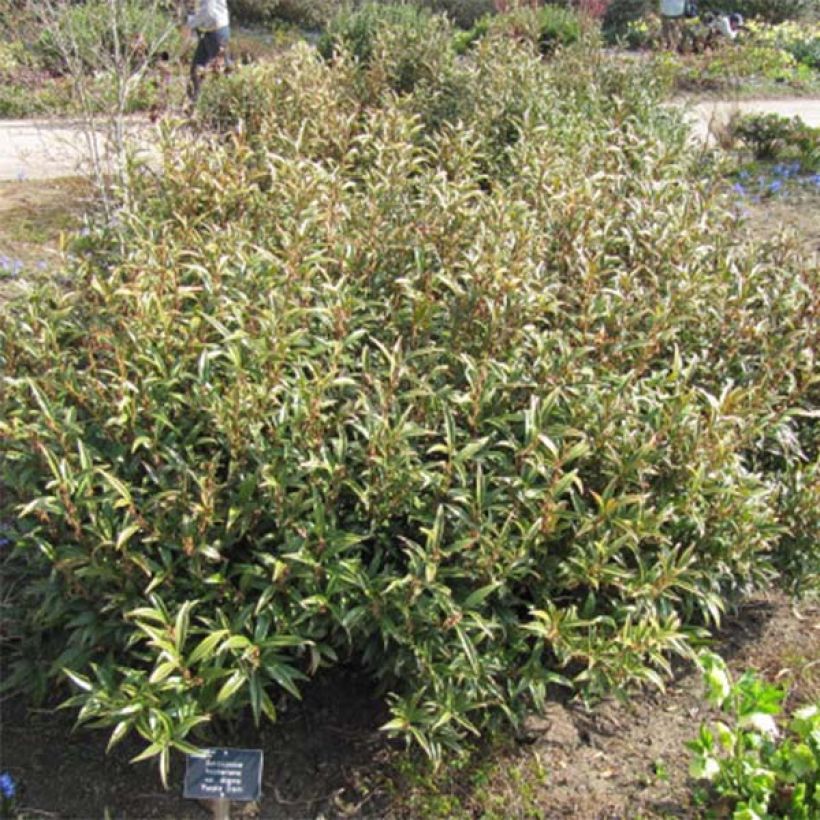 Sarcococca hookeriana Purple Stem (Port)