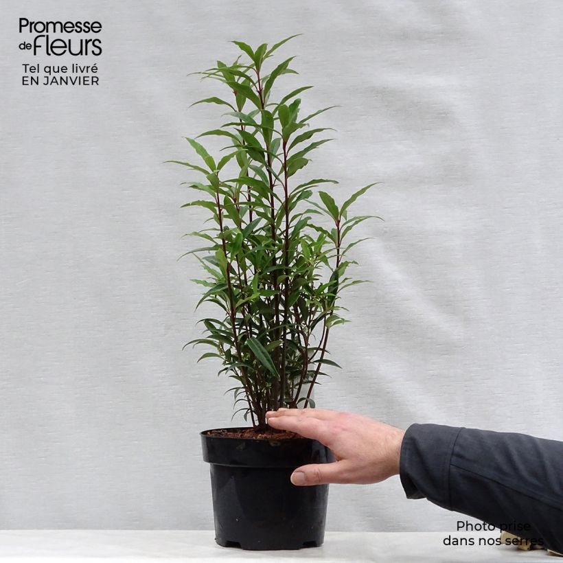 Spécimen de Sarcococca hookeriana Purple Stem tel que livré en hiver