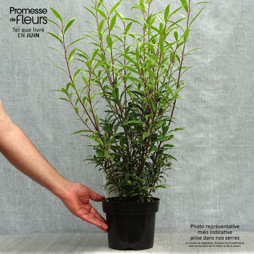 Spécimen de Sarcococca hookeriana Purple Stem Pot de 2L/3L tel que livré en été